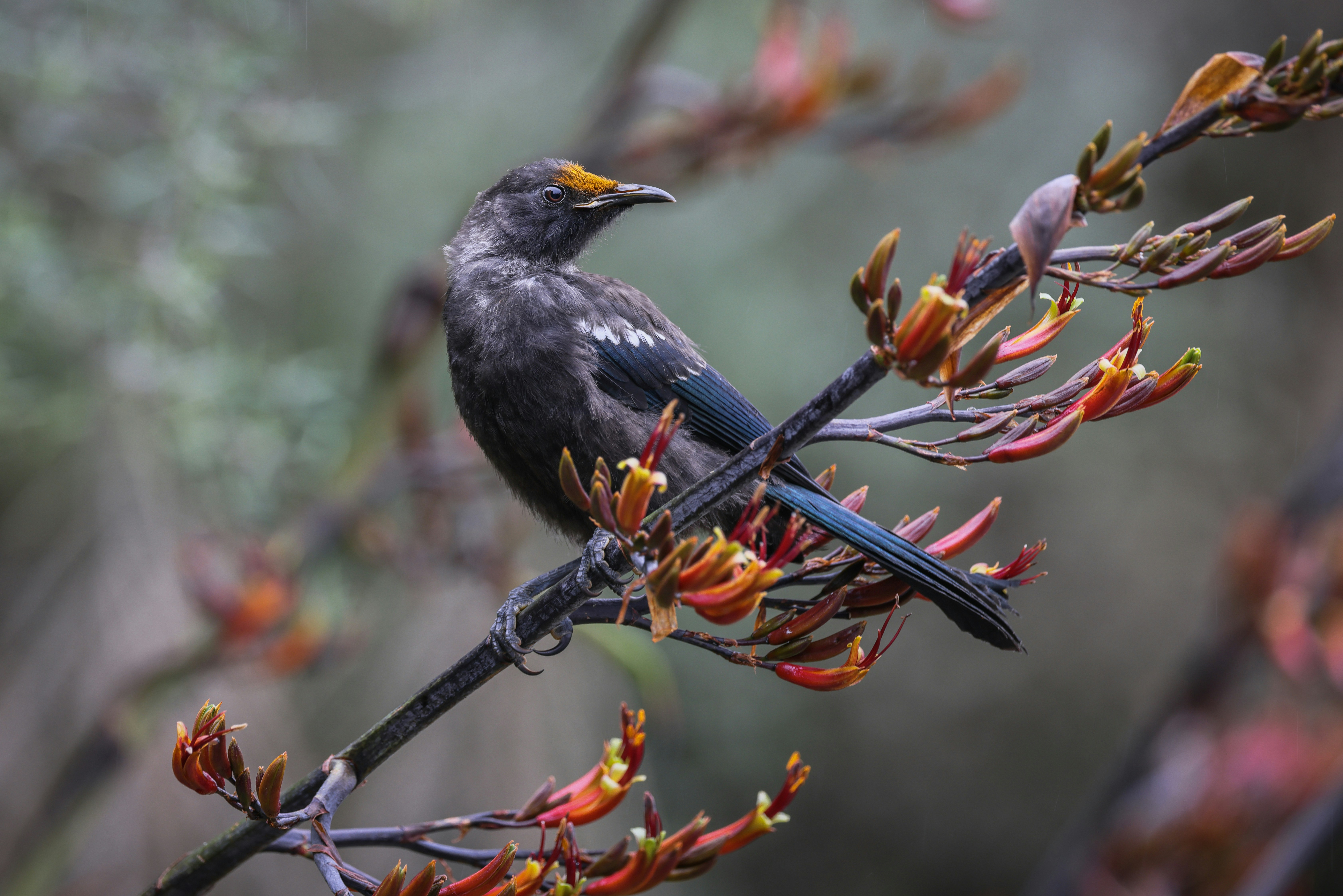 Ein schwarzer Vogel sitzt auf einem Ast eines Baumes
