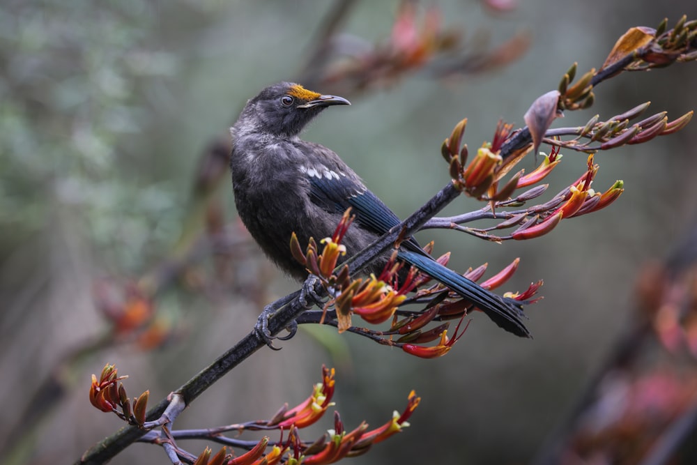 un uccello nero seduto su un ramo di un albero