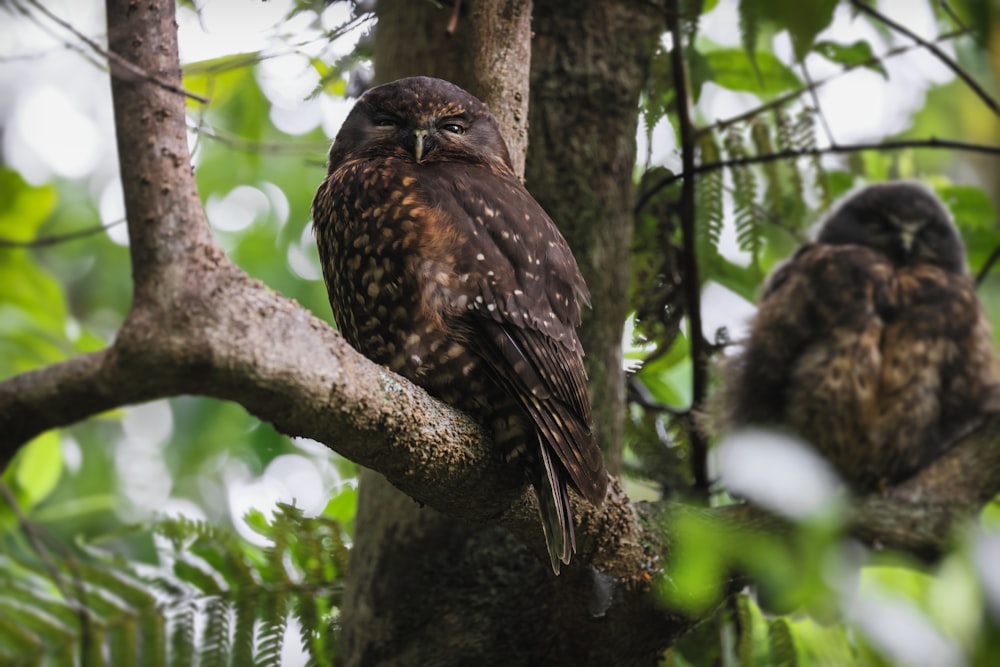 um casal de corujas marrons sentadas em cima de uma árvore