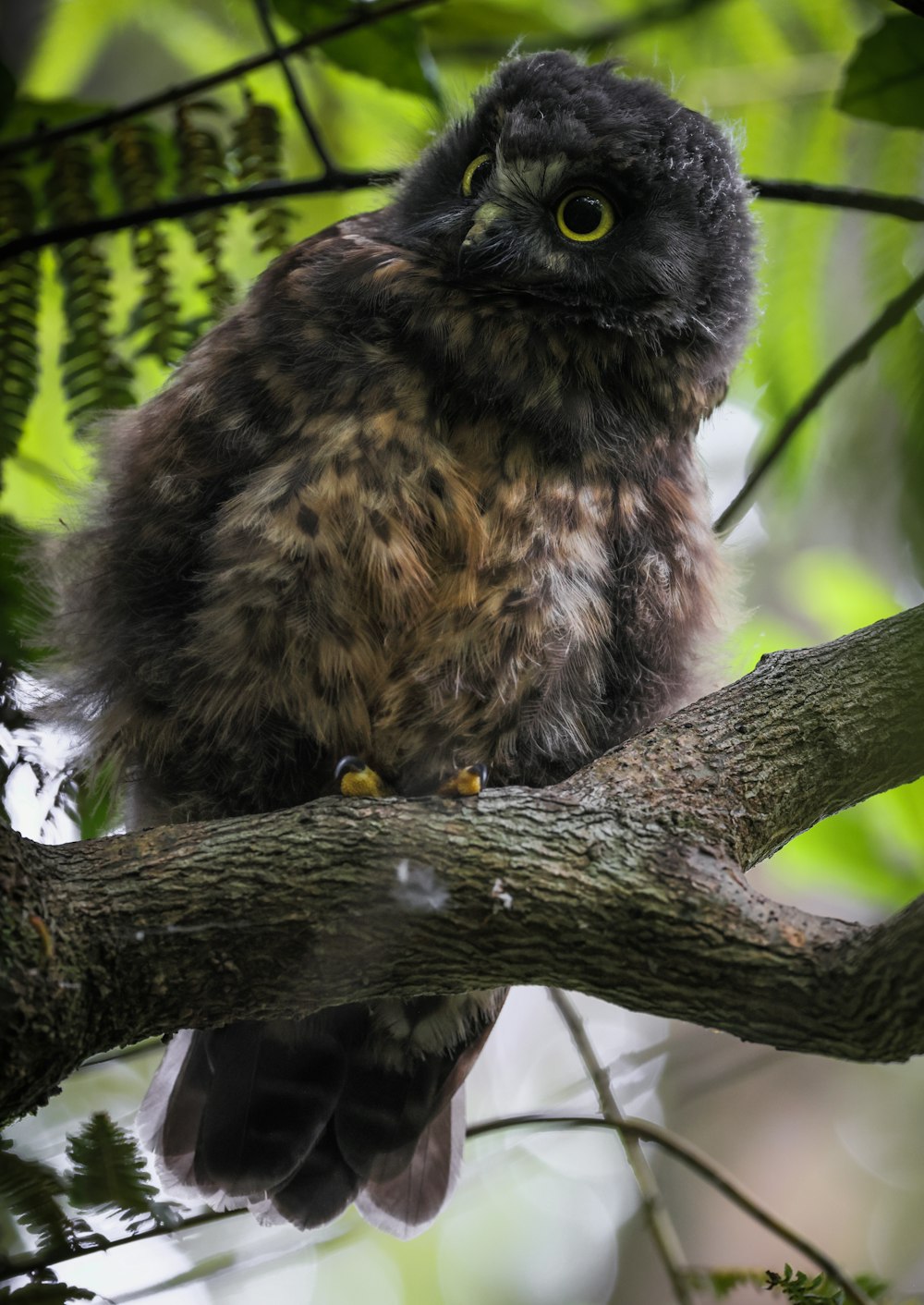 a small bird perched on a tree branch