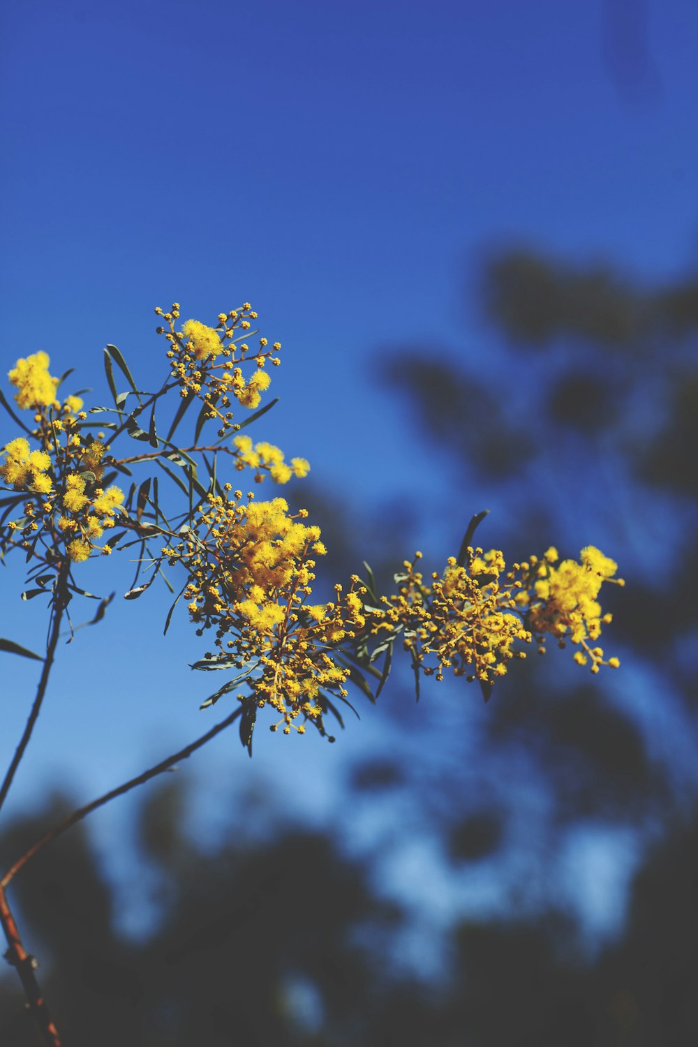 a plant with yellow flowers in front of a blue sky