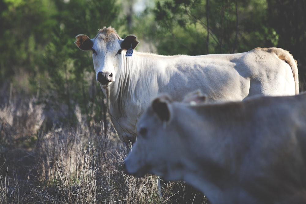 a couple of cows are standing in a field