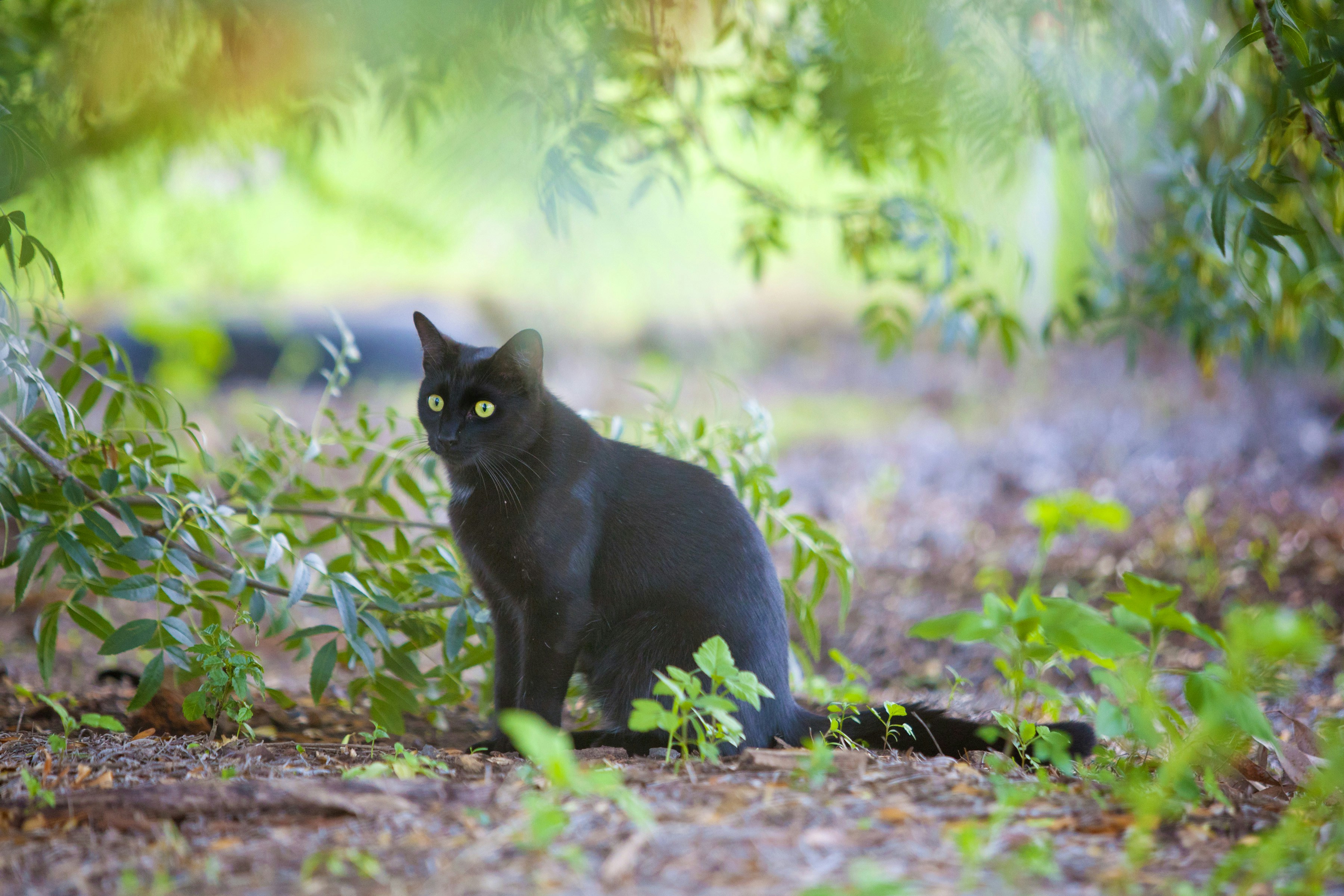 a black cat sitting in the middle of a forest