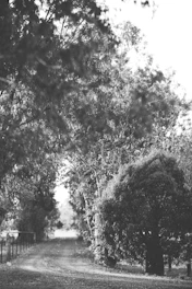 An image depicting nature with a serene pathway.