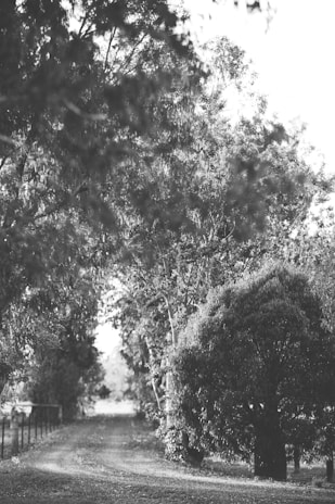 Faded sepia-toned image of a quiet countryside path lined with ancient trees, sunlight filtering through leaves.
