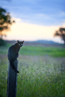 Black cat perched elegantly on a dark wooden fence at twilight.