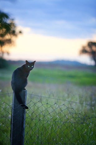 Black cat perched elegantly on a dark wooden fence at twilight.