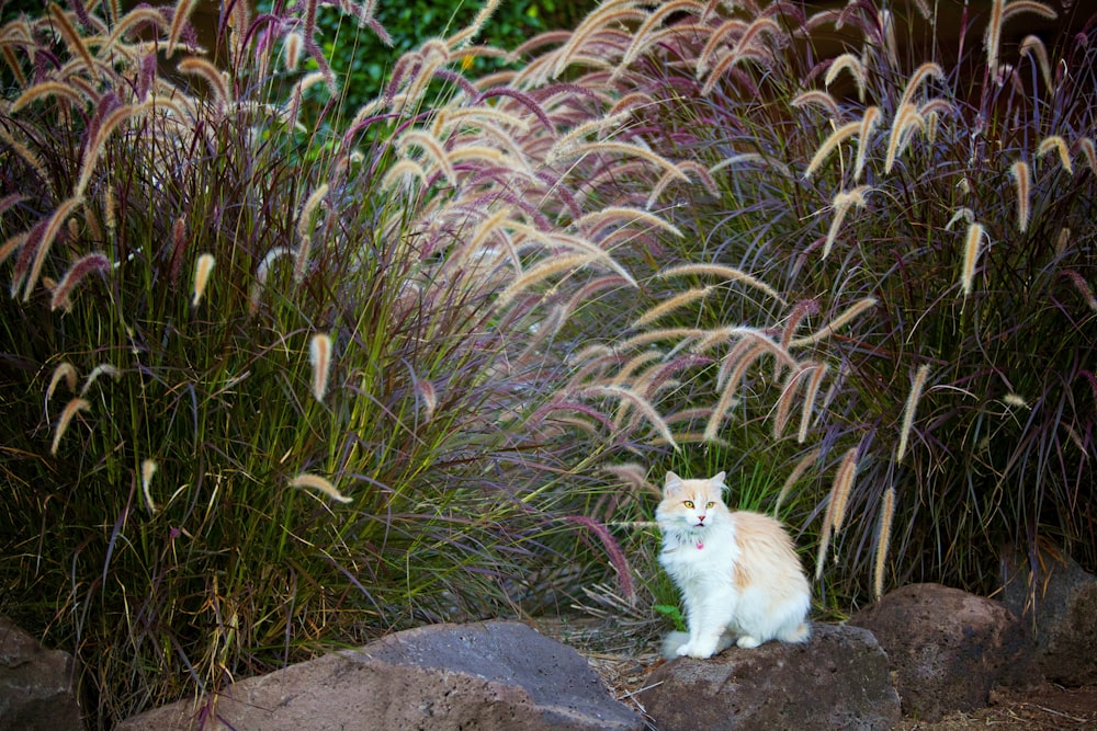 a cat sitting on a rock in a garden