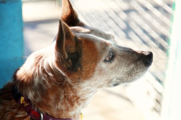 A dog with a speckled white and brown coat looks intently to the side, possibly outside a window or fenced area. The lighting suggests a bright environment with strong shadows cast across the dog's face. The animal wears a purple collar with a yellow tag.