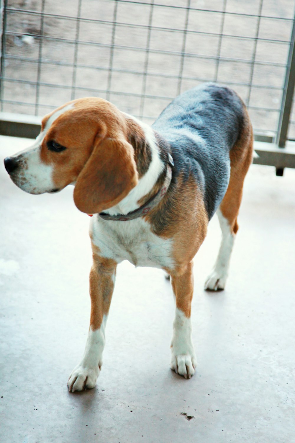 a small dog standing on top of a cement floor