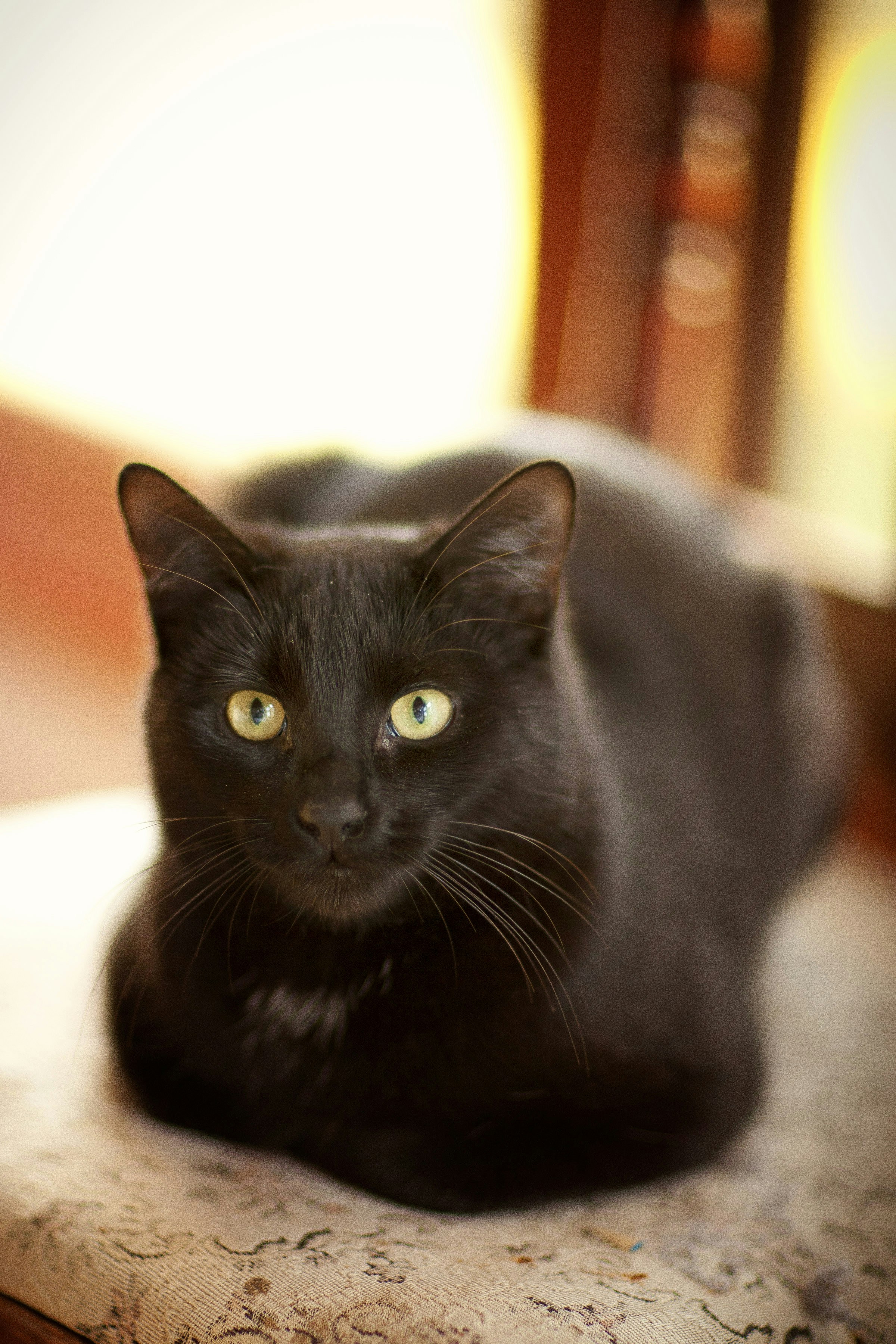 a black cat sitting on top of a wooden table