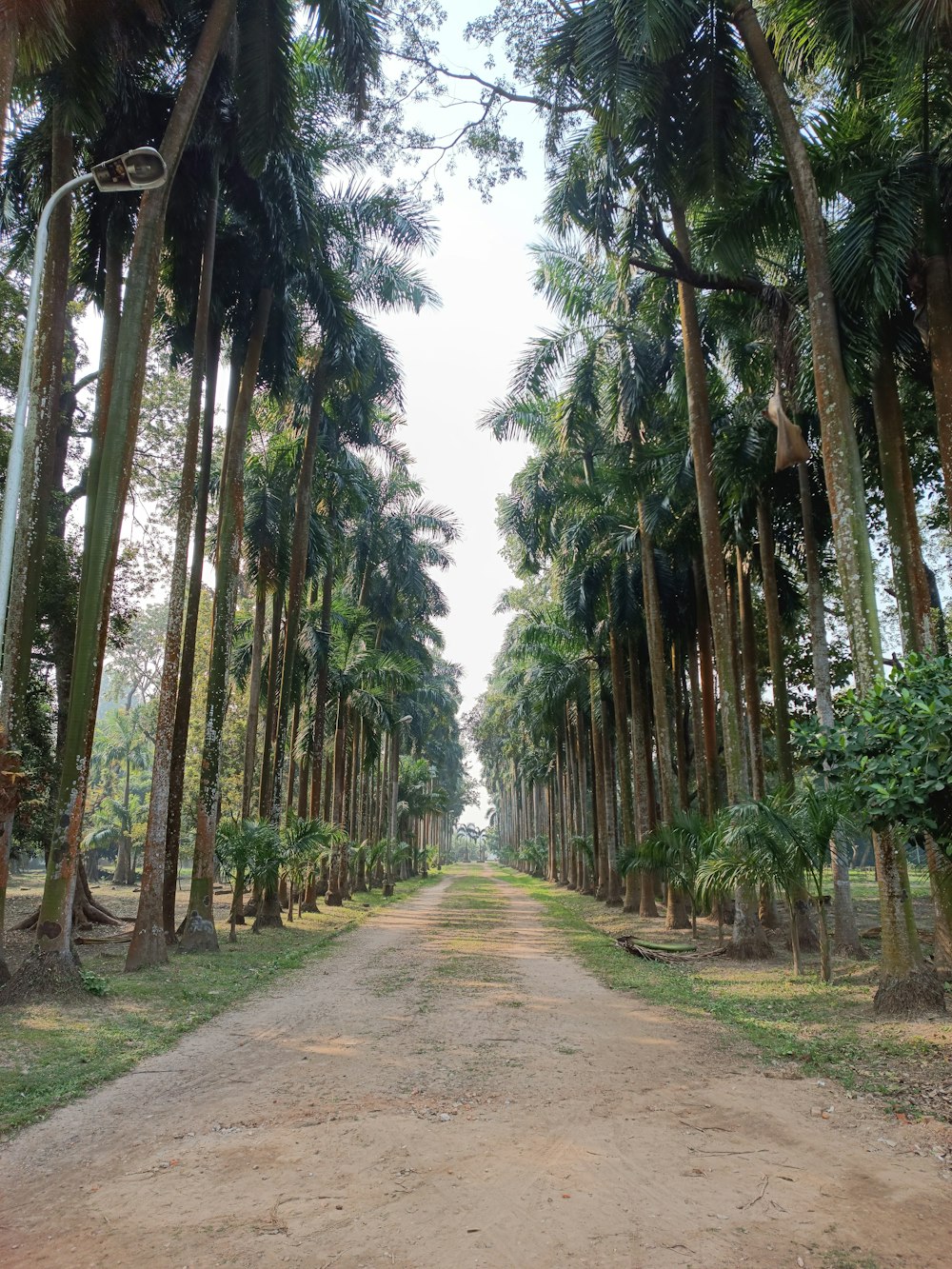 a dirt road surrounded by tall palm trees