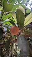 A tropical fruit hangs from a tree surrounded by broad, green leaves. The fruit is round with a rough brown surface and is set against the vibrant greenery of the foliage.
