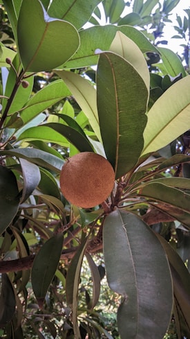 A tropical fruit hangs from a tree surrounded by broad, green leaves. The fruit is round with a rough brown surface and is set against the vibrant greenery of the foliage.