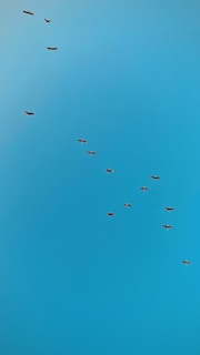 A formation of birds flying in a V-shape pattern against a clear blue sky. The birds are evenly spaced and create a diagonal line from the top left to the bottom right of the image.