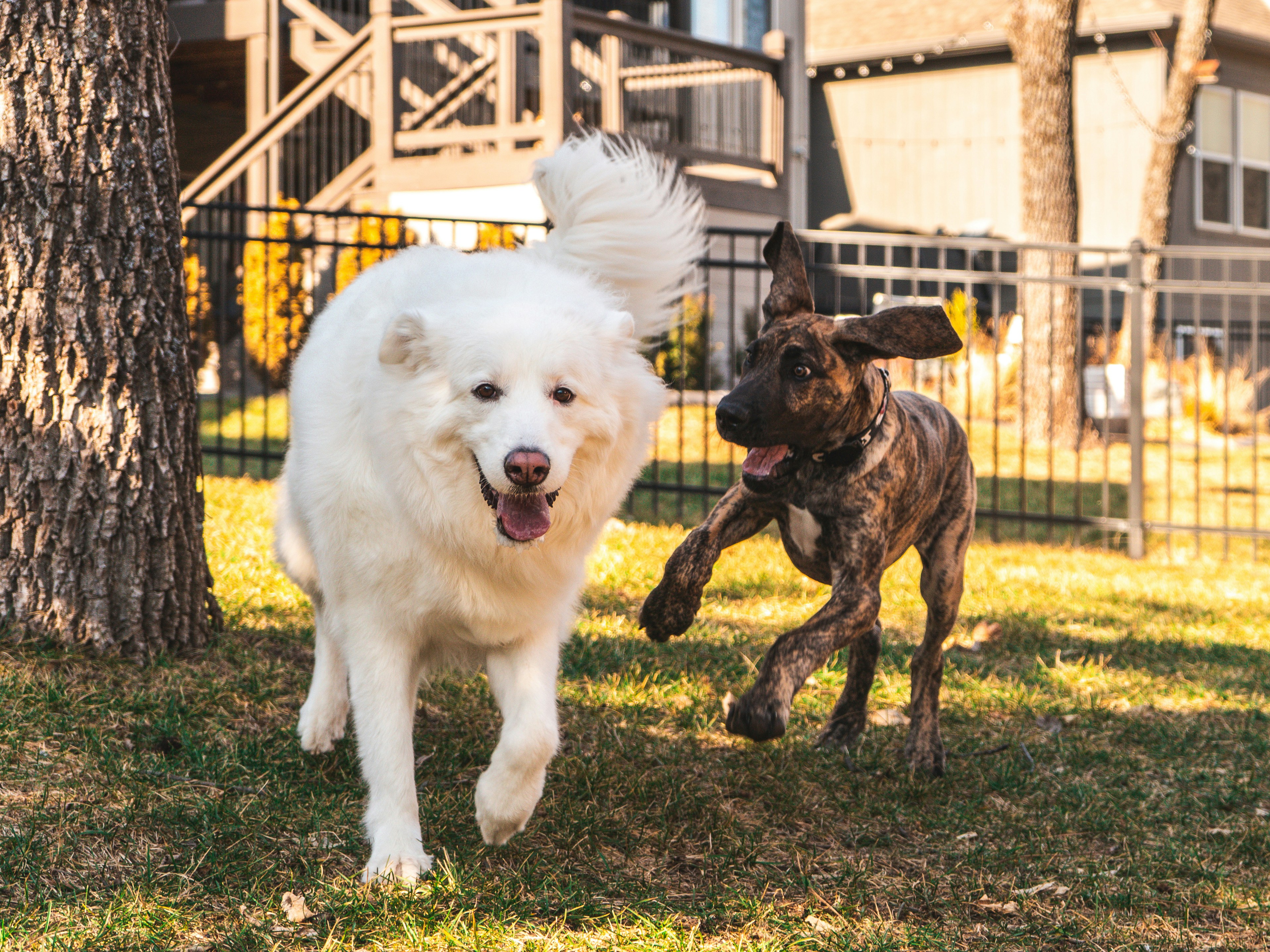two dogs running in the grass near a tree