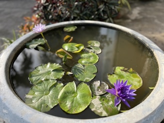 A serene water feature with floating lily pads and two vibrant purple water lilies, surrounded by a ceramic container. The water surface reflects some of the surrounding plants, adding depth to the tranquil scene.