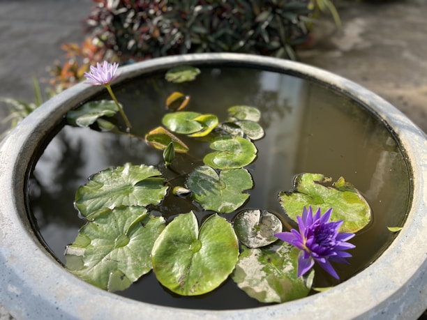 A serene water feature with floating lily pads and two vibrant purple water lilies, surrounded by a ceramic container. The water surface reflects some of the surrounding plants, adding depth to the tranquil scene.