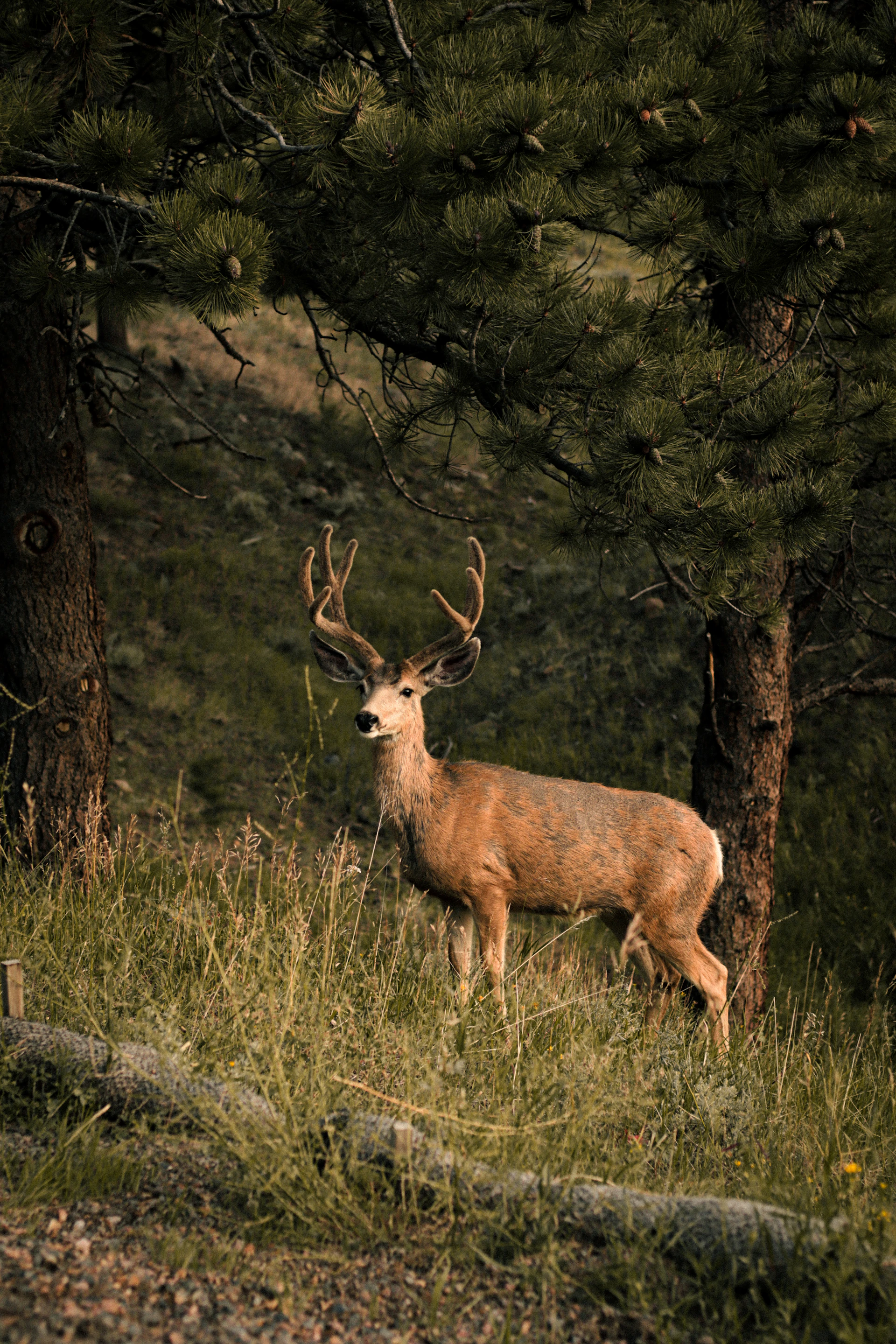 a deer standing in the grass near some trees