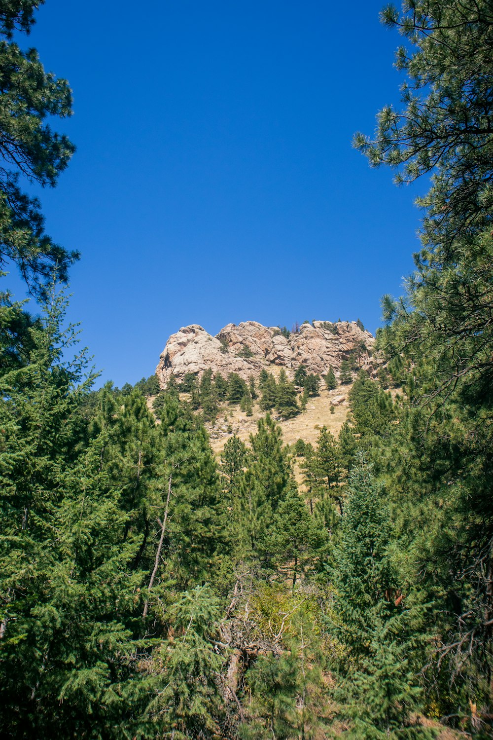 a view of a mountain through the trees