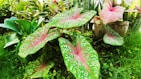 Tropical plants thriving in a sunny outdoor garden with colorful caladiums in the foreground