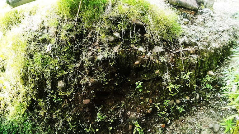 Close-up of a healthy, thriving ecosystem restoration area with native plants and natural ground cover.