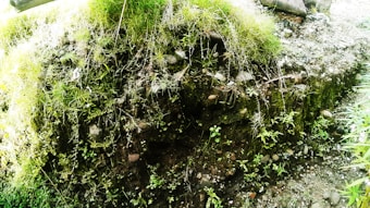 A section of earth and grass shows exposure of soil and rocks due to erosion, with vibrant green vegetation growing on the surface and some roots visible. The area appears to be lush and thriving with various small plants.