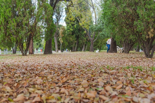Cozy autumn scene of a dog enjoying a gentle walk in a safe, leafy park.