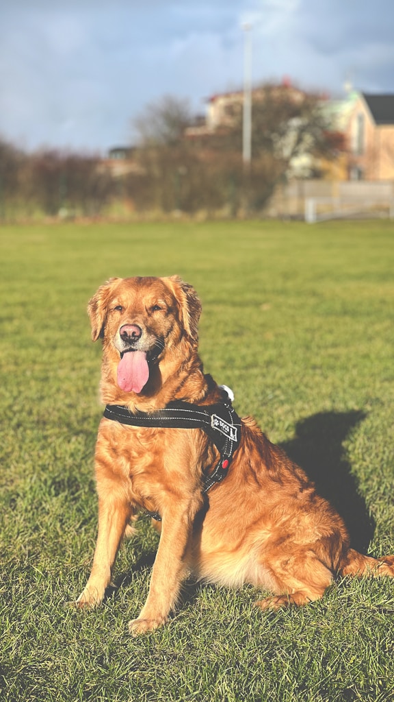 Everyday Comfort Harness