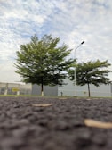 A low-angle view of a paved road with fallen leaves, bordered by two lush green trees and a tall streetlamp. In the background, a grey wall with 'SOLD' signs separates the road from a cloudy blue sky.