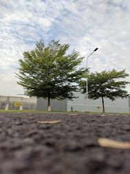 A low-angle view of a paved road with fallen leaves, bordered by two lush green trees and a tall streetlamp. In the background, a grey wall with 'SOLD' signs separates the road from a cloudy blue sky.