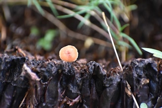 A single, small, round fungal growth is perched atop a decayed, darkened surface that resembles old wood or bark. Surrounding vegetation is slightly blurred, lending depth and focus to the fungal growth in the foreground. Thin, green grass-like strands intersect the background, adding a natural and earthy context.