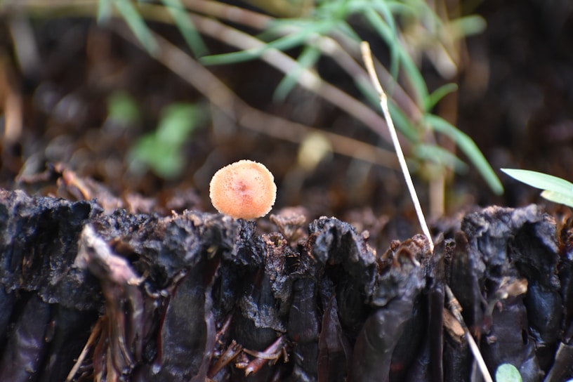 Close-up of vibrant fungal growth on a decaying leaf in a garden