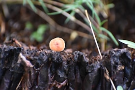A single, small, round fungal growth is perched atop a decayed, darkened surface that resembles old wood or bark. Surrounding vegetation is slightly blurred, lending depth and focus to the fungal growth in the foreground. Thin, green grass-like strands intersect the background, adding a natural and earthy context.