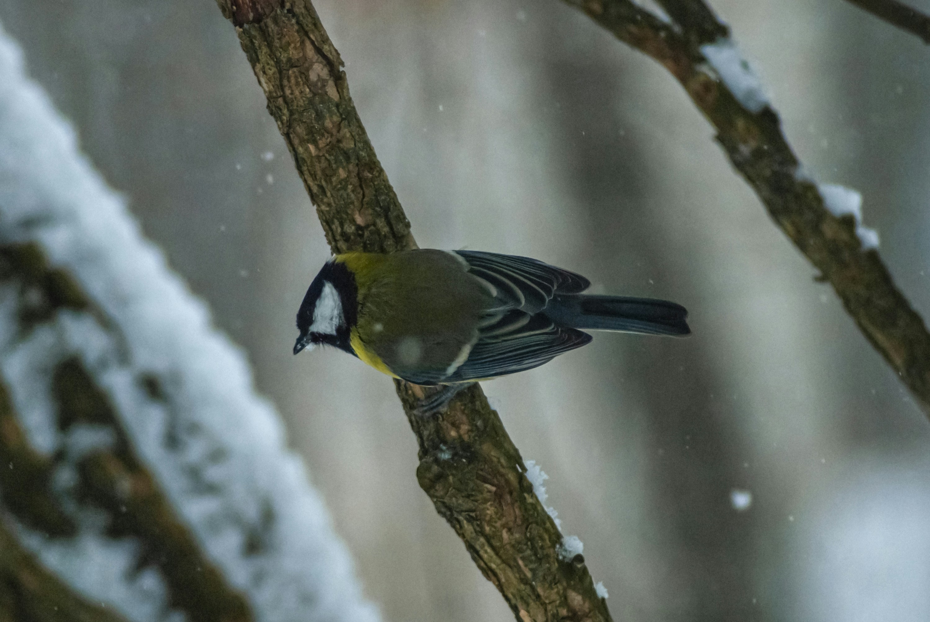 Photo by nikkitenkos