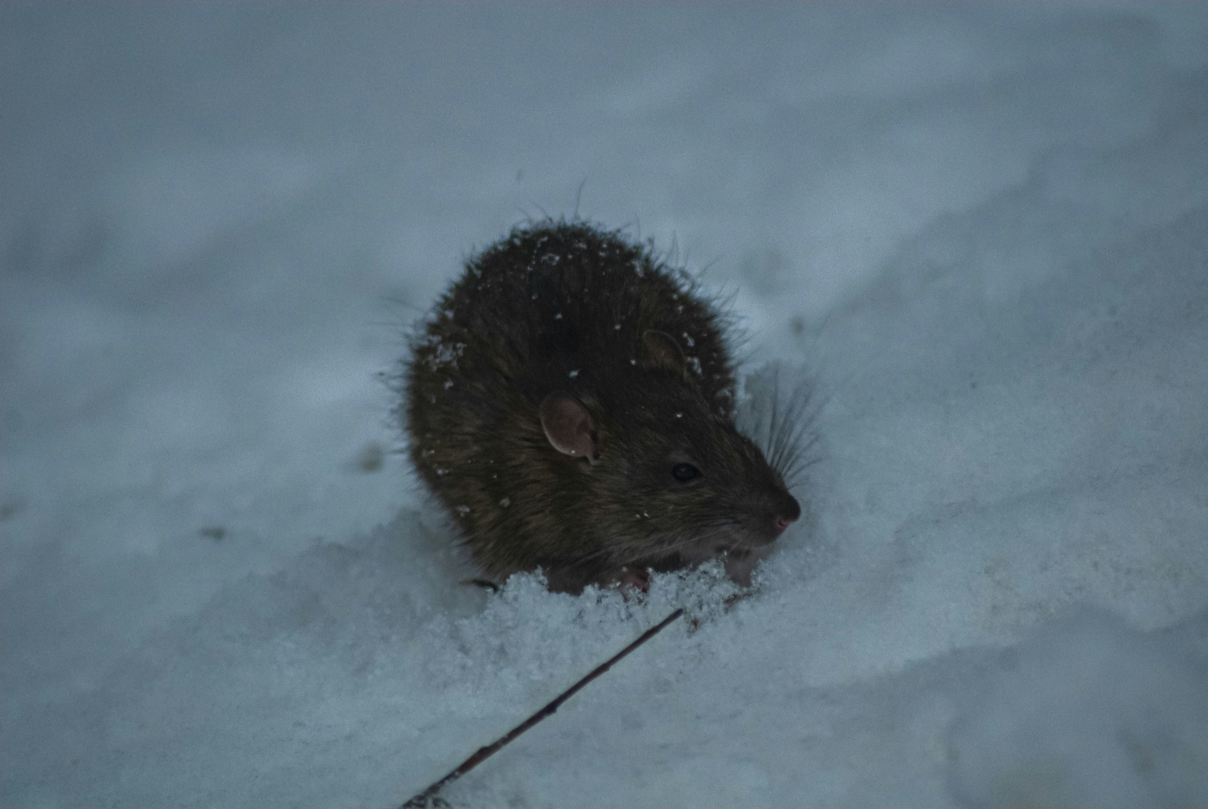 un rongeur dans la neige à la recherche de nourriture