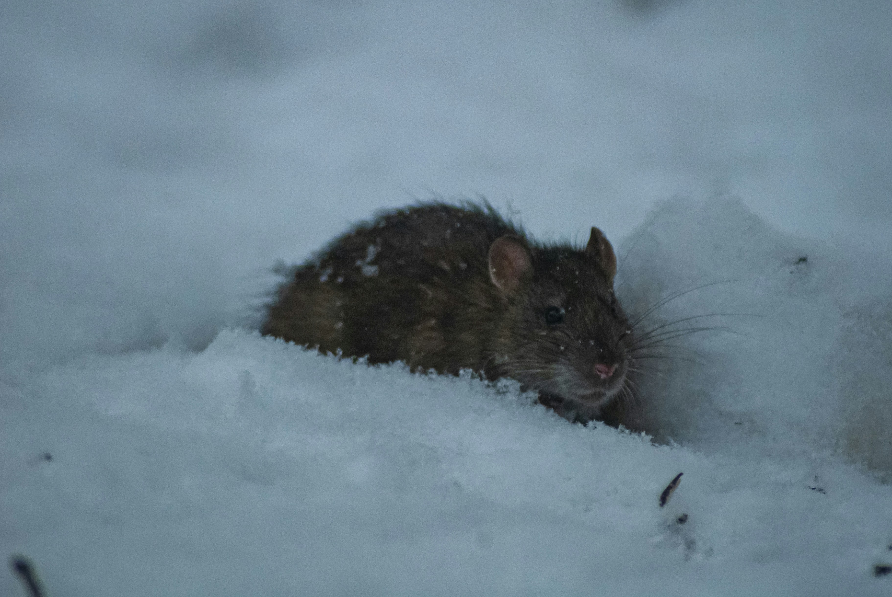 a brown rat is sitting in the snow