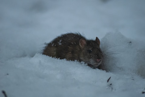 a brown rat is sitting in the snow