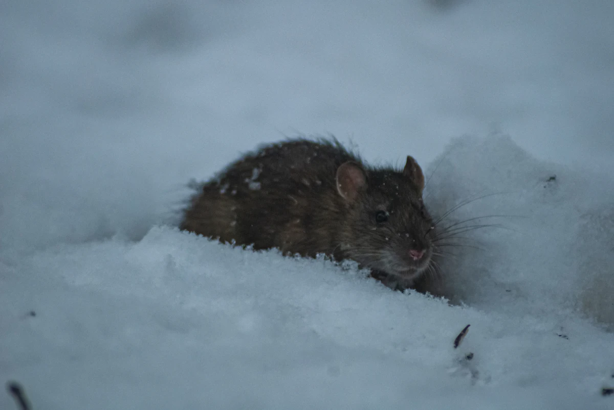 Pack rat outdoors in cold weather, typical of Front Range foothills properties
