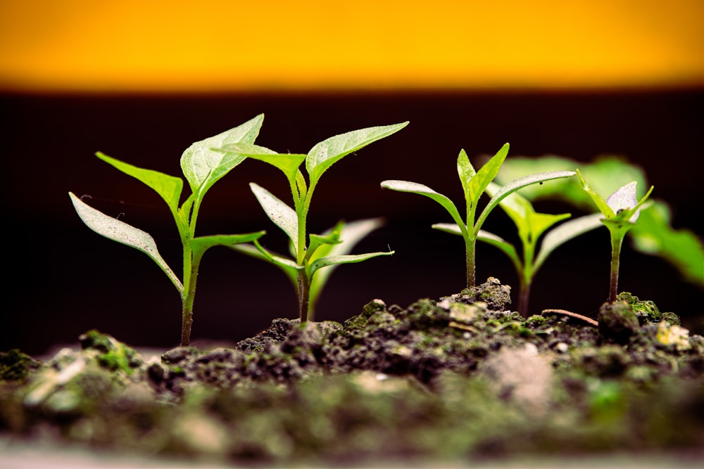 a group of young plants sprouting from the ground