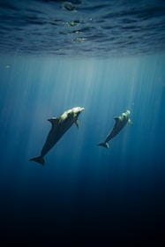 a couple of dolphins swimming in the ocean