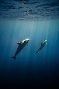 a couple of dolphins swimming in the ocean