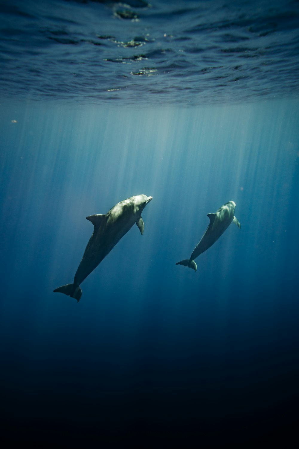 a couple of dolphins swimming in the ocean