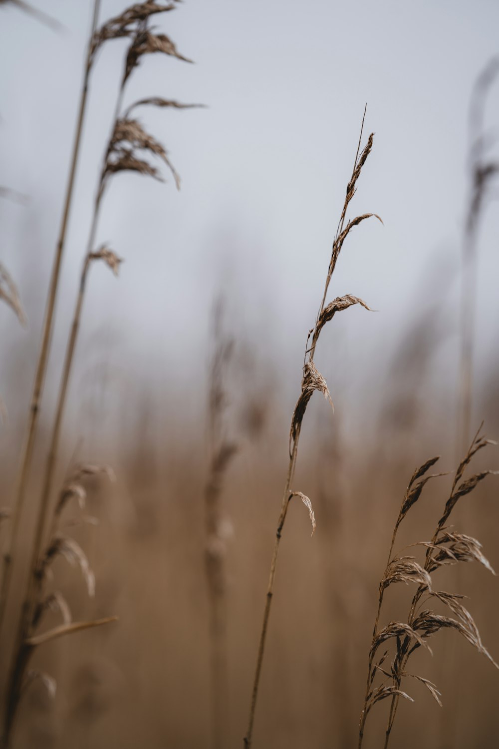 a close up of some tall grass in a field