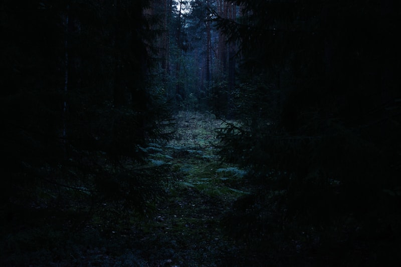 Forêt dense et sombre la nuit