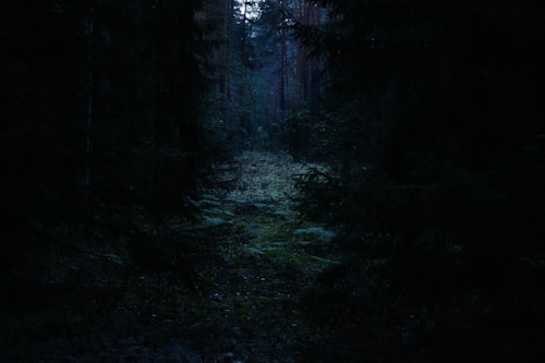 Dream Forest (Night Tour)