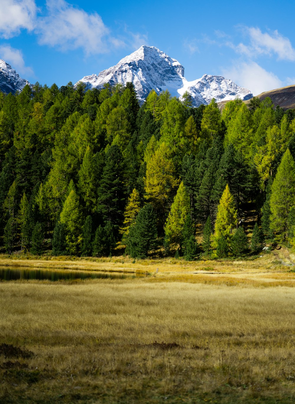 a field with trees and a mountain in the background