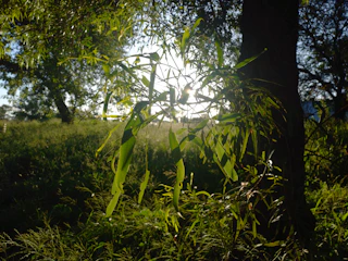 Sunlight filtering through the leaves of a mature tree in a quiet forest.