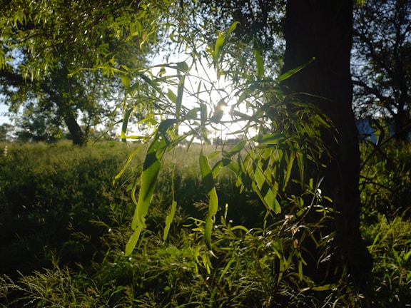Soft sunlight filtering through young tree leaves in a peaceful forest.