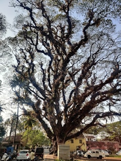 A large, sprawling tree with dense branches and sparse foliage dominates an urban setting. Vehicles and people are visible beneath the tree, emphasizing its size. The background includes buildings and other trees, while sunlight filters through the leaves, casting shadows on the ground.